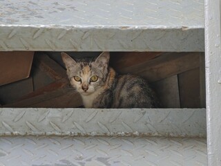 cat on the window © Asoet