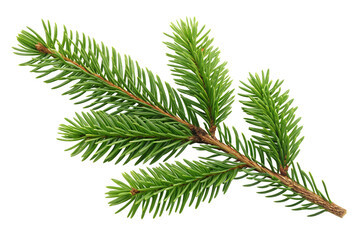 Fresh Green Spruce Tree Branch Isolated on White Background