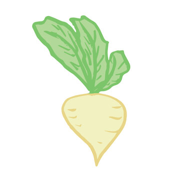 Hand drawn farm daikon radish plant with green leaves Fresh vegetable doodle Healthy eco food Organic garden vegetarian food For design, print, packaging, decor, kids books