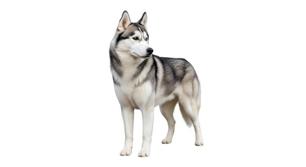 Fototapeta premium A majestic Siberian Husky dog standing proudly on a white background, looking to the side with alert eyes.
