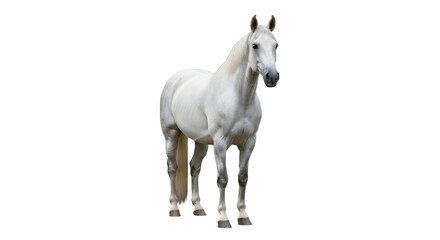 Obraz premium A majestic white horse stands proudly against a clean white background, showcasing its elegant form and flowing mane.