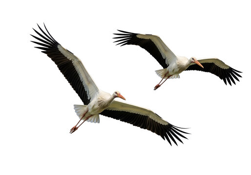 Two storks in flight with wings spread wide against white background