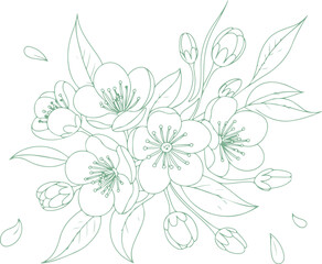Fototapeta premium Cherry Flower Vector Design