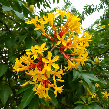 Beautiful yellow Peltophorum pterocarpum flowers on tree, commonly known as copperpod, flamboyant, flametree, yellow poinciana or yellow-flame.