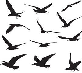Obraz premium A flock of birds in flight against a white background, showcasing various poses and formations.