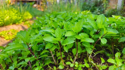 Obraz premium Fresh green basil plants growing in organic garden. Home gardening concept. Hand holding basil in organic vegetable garden. lush Thai basil or holy basil in vegetable bed.