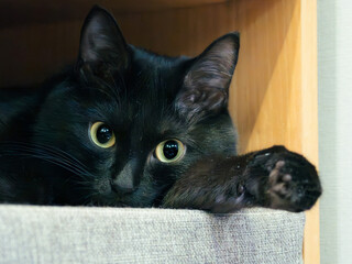 Portrait of young Bombay cat. Black cat is looking at a camera