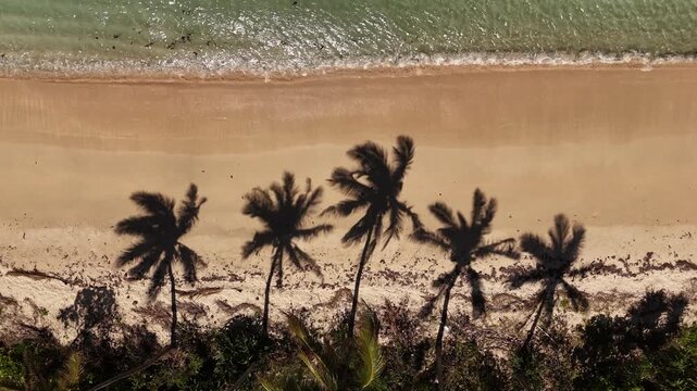Aerial top view of palm tree shadows stretching across white sand on Eua Island, Kingdom of Tonga, with vibrant turquoise water filling half the frame, perfect tropical copy space background.
