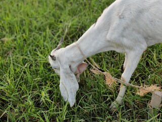 Fototapeta premium white goat on green grass closeup neck photoshot