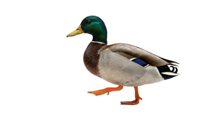 Obraz premium Mallard duck walking with green head and yellow bill on white background
