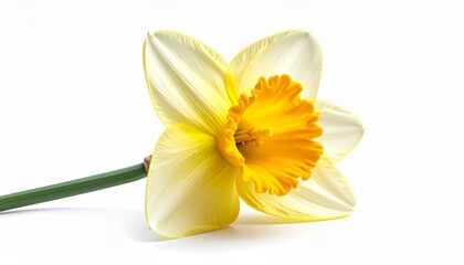 Single beautiful yellow and white daffodil flower, also known as Narcissus, with a vibrant orange trumpet and green stem, isolated on a clean, bright white background. Close-up studio shot. © mienakae