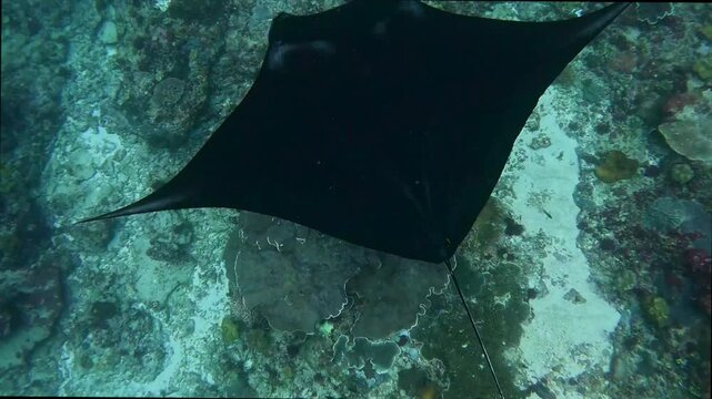 Majestic giant manta rays swim gracefully over tropical coral reefs.