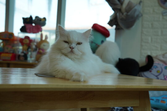 Portrait of beautiful Siberian cat .