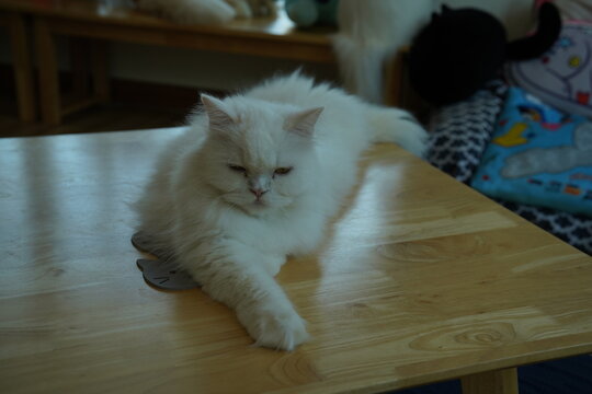 Portrait of beautiful Siberian cat .