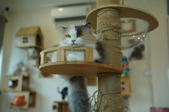 Portrait of beautiful Persian cat