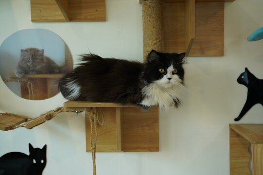 Portrait of beautiful Siberian cat .