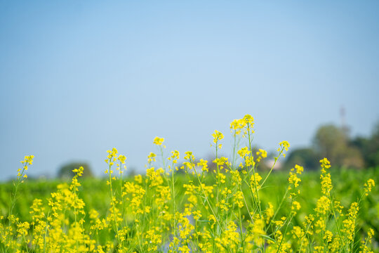 mustard agriculture field in sunlight
