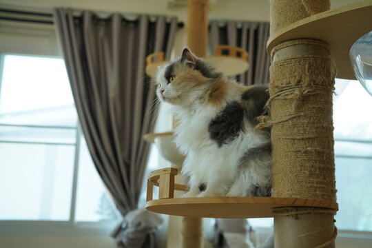 Portrait of beautiful Persian cat