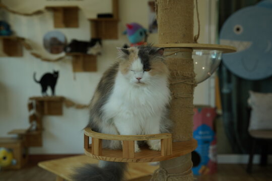 Portrait of beautiful Siberian cat .