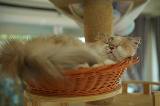Portrait of beautiful Siberian cat .