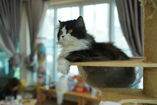 Portrait of beautiful Siberian cat .