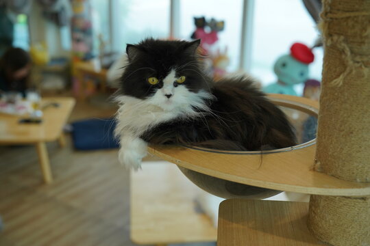 Portrait of beautiful Siberian cat .