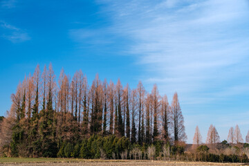 Fototapeta premium メタセコイアと青空