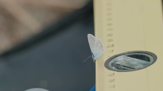 Close-up of a small blue butterfly resting on a yellow spirit level tool at a construction site.