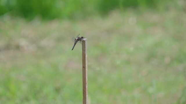 Close-up of a dragonfly resting on a wooden garden stick with a blurred green nature background.