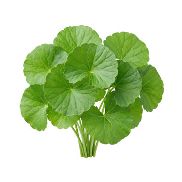 Fresh bunch of green gotu kola centella asiatica leaves