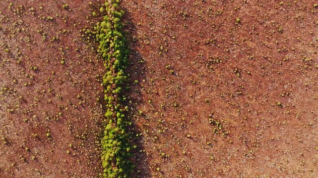 Top down drone movement of green forest strip cutting warm bog at sunset Latvia