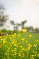 Obraz premium mustard agriculture field in sunlight