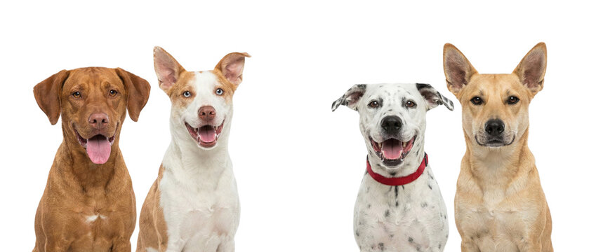 Four happy mixed-breed dogs with various fur colors and patterns, smiling on a white background