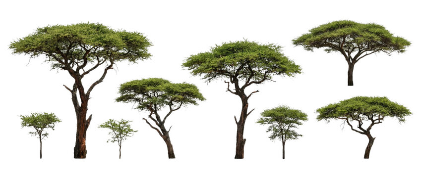 Set of 8 green acacia trees with brown trunks isolated on white background