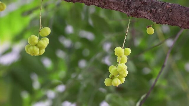 Star gooseberry fruits on tree branch in indian forest