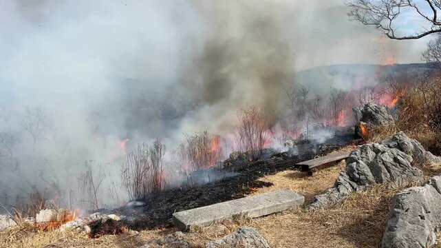 Aerial drone view of traditional grassland burning at Akiyoshidai plateau in Japan 01 (4K)