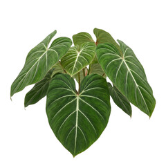 Velvety Philodendron Gloriosum plant with heart shaped leaves © BTG