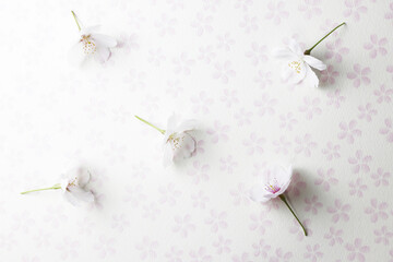 Obraz premium 桜_白背景