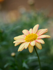 花壇の愛らしいマーガレット