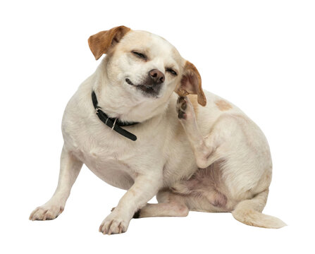 Perro chihuahua rasc&aacute;ndose la oreja, un perro peque&ntilde;o con picaz&oacute;n, expresi&oacute;n de alivio y bienestar animal, fondo blanco para publicidad veterinaria.