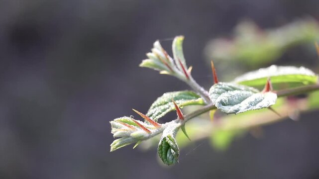 Macro close-up of a green Jujube tree (Ziziphus mauritiana) branch with sharp thorns and morning dew droplets sparkling in soft sunlight as it sways in the wind. Newly grown leaves and nature.