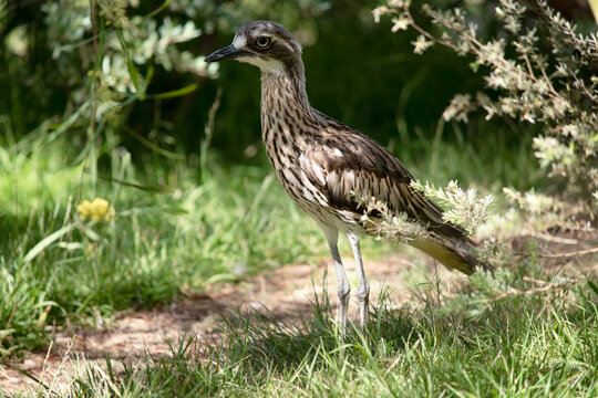 this is a side view of a bush stone curlew