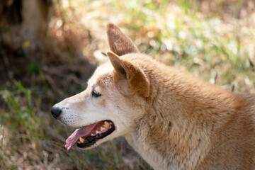 This Close Golden Dingo 