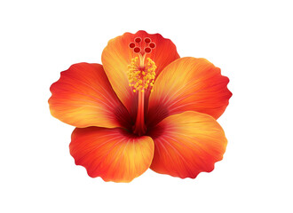 Vibrant hibiscus isolated on transparent background orange yellow petals stamen