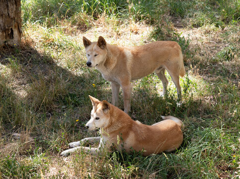 the two dingos are in a grassy field