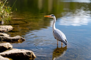 Naklejka premium Heron Standing Motionless in Calm Shallow Water by Rocky Shoreline