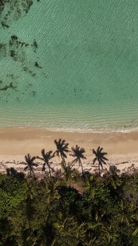 Aerial top view of palm tree shadows stretching across white sand on Eua Island, Kingdom of Tonga, with vibrant turquoise water filling half the frame, perfect tropical copy space background.