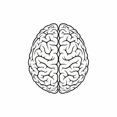 Human Brain: A detailed and intricate representation of the human brain, showcasing its complex structure and neural pathways.