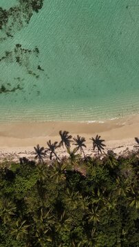 Aerial top view of palm tree shadows stretching across white sand on Eua Island, Kingdom of Tonga, with vibrant turquoise water filling half the frame, perfect tropical copy space background.