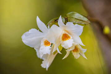 Dendrobium scabrilingue Lindl, Beautiful rare wild orchids in tropical forest of Thailand.